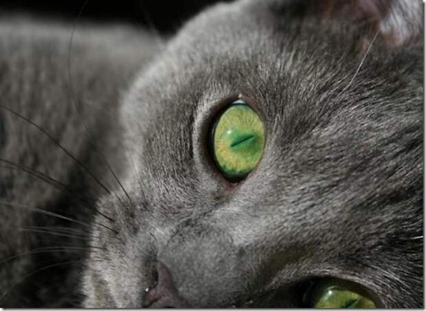 Multi-colored_eyes_of_ cats_22_(funnypagenet.com)