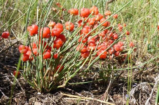 Хвойник, или эфедра двухколосковая (Ephedra distachya). © pinterest  📷 