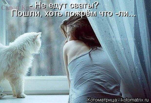 Лучшие котоматрицы недели