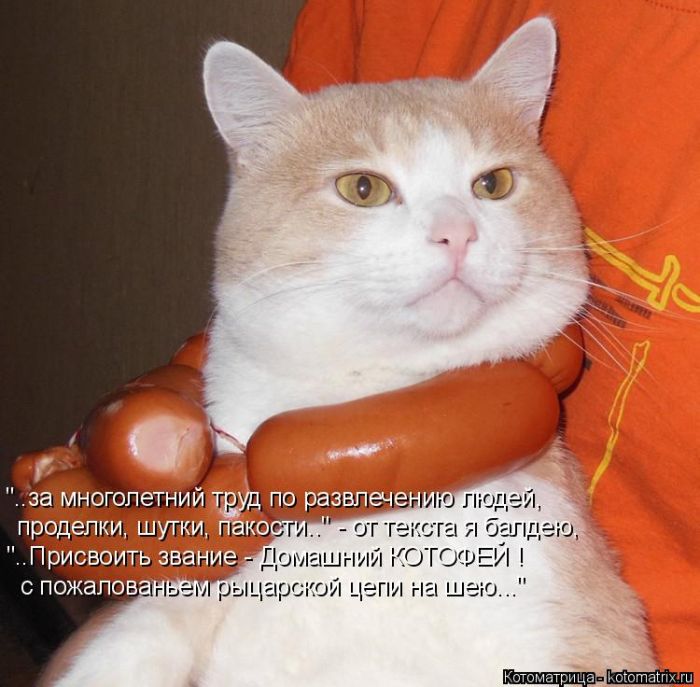 Лучшие котоматрицы недели (50 фото)