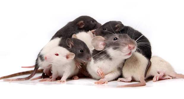 Беременные самцы крыс произвели на свет здоровых детёнышей