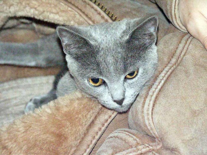 Коты,кошки,котята...