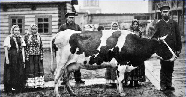 Повели корову на продажу. XIX век 
