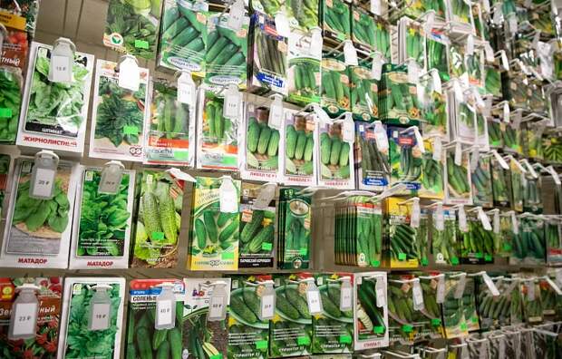 В Тульской области выявили продажу сомнительных семян огурцов и томатов