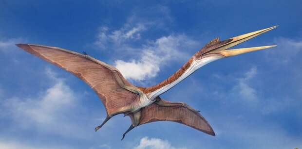 Птерозавры жили во времена динозавров. Размах их крыльев достигал 11 (!) метров