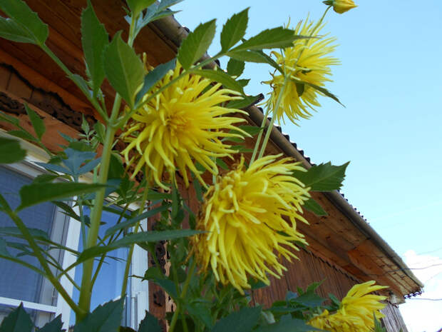 DSCN0723 (700x525, 413Kb)