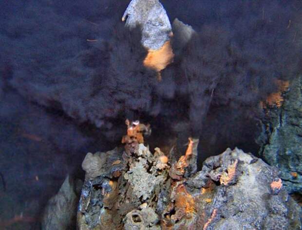 Chrysomallon squamiferum - брюхоногий моллюск, одетый в металлическую броню