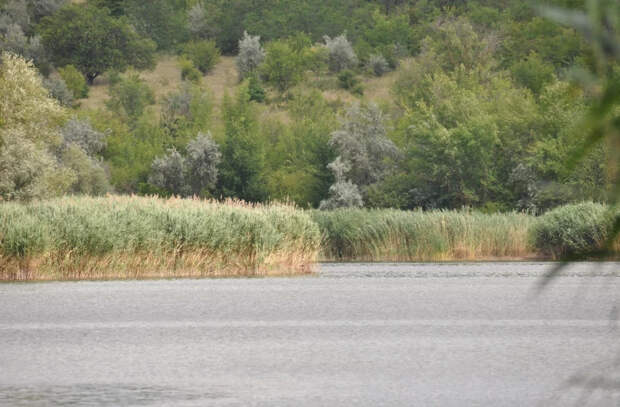 Известный эколог дал оценку ситуации на Днестре