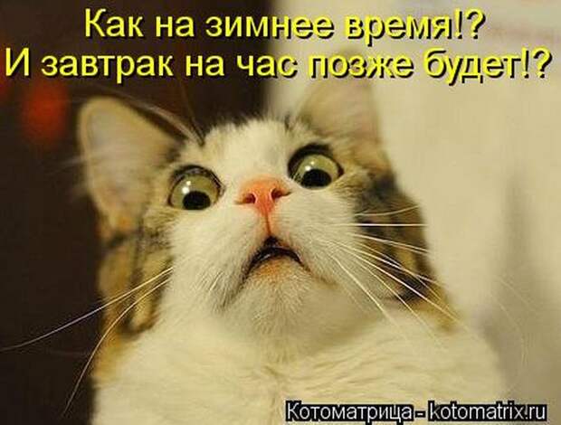 Лучшие котоматрицы недели Лучшие котоматрицы недели