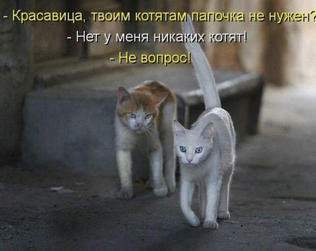 Прикольные и смешные зверюшки # 34
