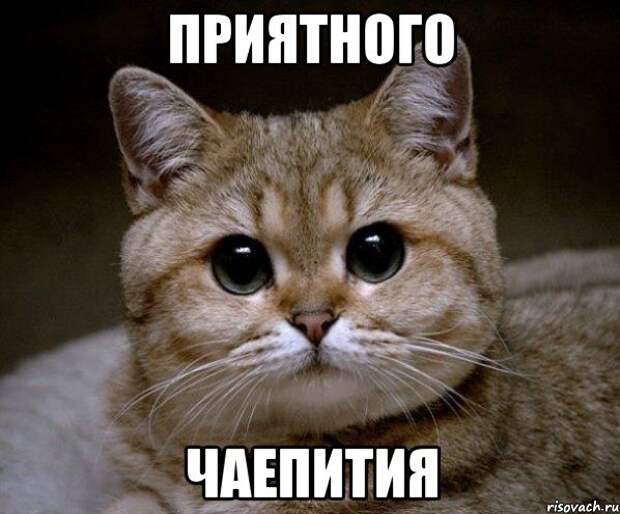 Все о зеленом чае зеленый, чай