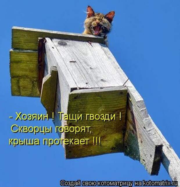 Котоматрицы(картинки с надписями)
