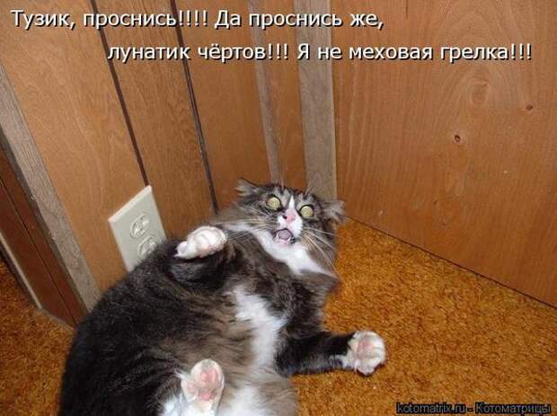 Котоматрицы великолепные, каждая с кусочком позитива и хорошего настроения!!!
