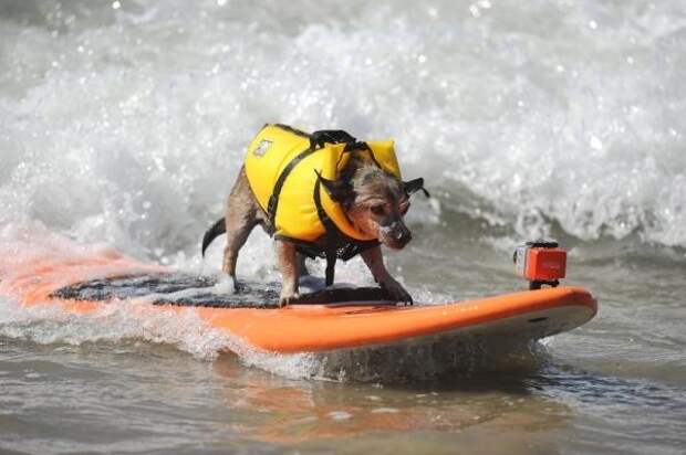 Ежегодный конкурс собак-серфингистов «Surf City Surf Dog»