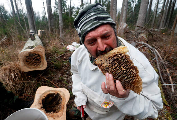 BELARUS-AGRICULTURE/WILD BEES
