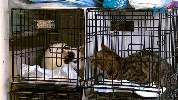 В Челябинске спасли двух кошек, которых хозяева в наказание на неделю заперли в автомобиле