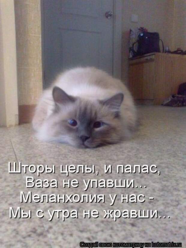 Лучшие котоматрицы недели (28 шт)