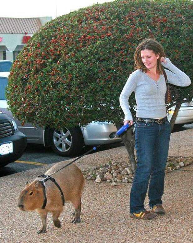 strange pet walking07