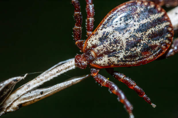 Названы не сумевшие выжить в Москве существа