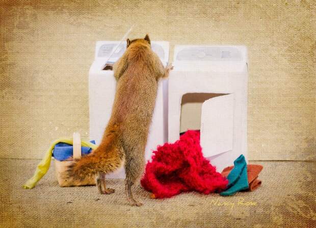 squirrels08 squirrels08 Забавные белочки Нэнси Роуз