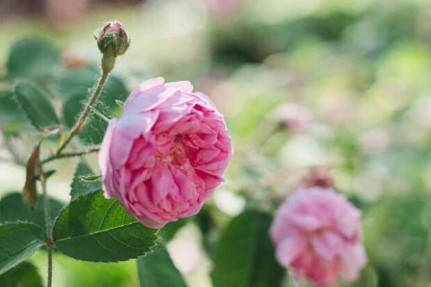 Чайно-гибридная роза (Hybrid tea rose). © thespruce  📷 