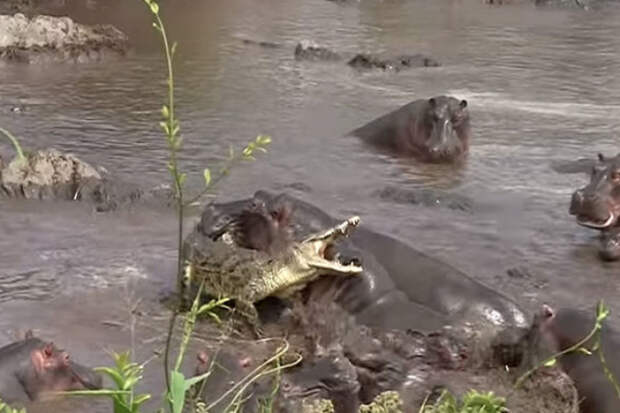 Крокодил решил заплыть на территорию бегемотов и поплатился. Видео