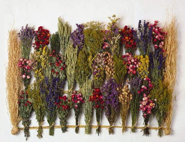 цветы Гомфрена фото: белые, бордовые, красные, розовые, фиолетовые; семена, описание, характеристики - садовые цветы; цветение: