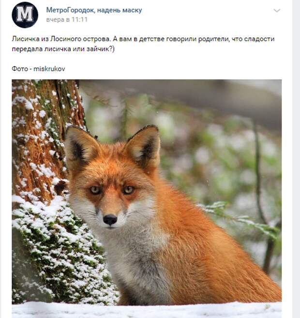 Фото дня: лиса позировала фотографу в Лосином острове