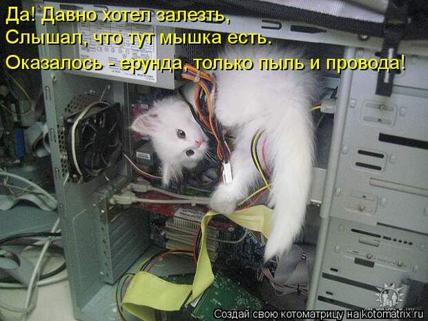 Котоматрица 21 (640x480, 69Kb)