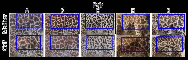A side by side photo comparison of the spots of giraffe calfs and their mothers