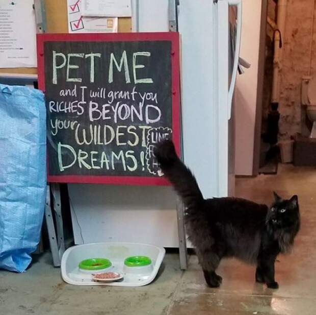 http://goodnewsanimal.ru/_nw/70/39652892.jpg