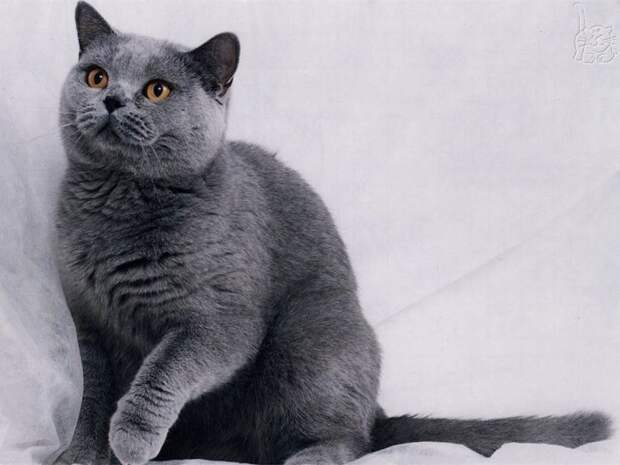 Коты,кошки,котята...