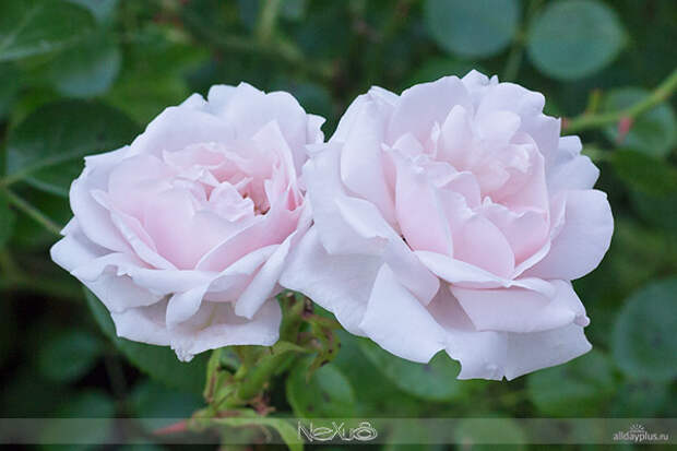 Я люблю все цветы, выпуск 113 | Роза - «Королева цветов» | Сорт «New Dawn».
