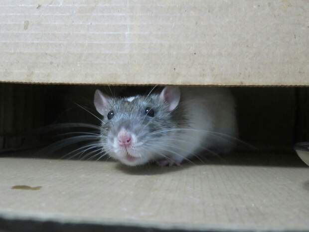 Иммунолог: все больше людей заражаются крысиным гепатитом Е