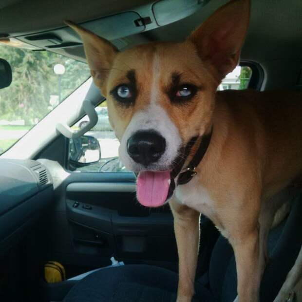 28 обаятельных животных с уникальным природным окрасом животные, окрас