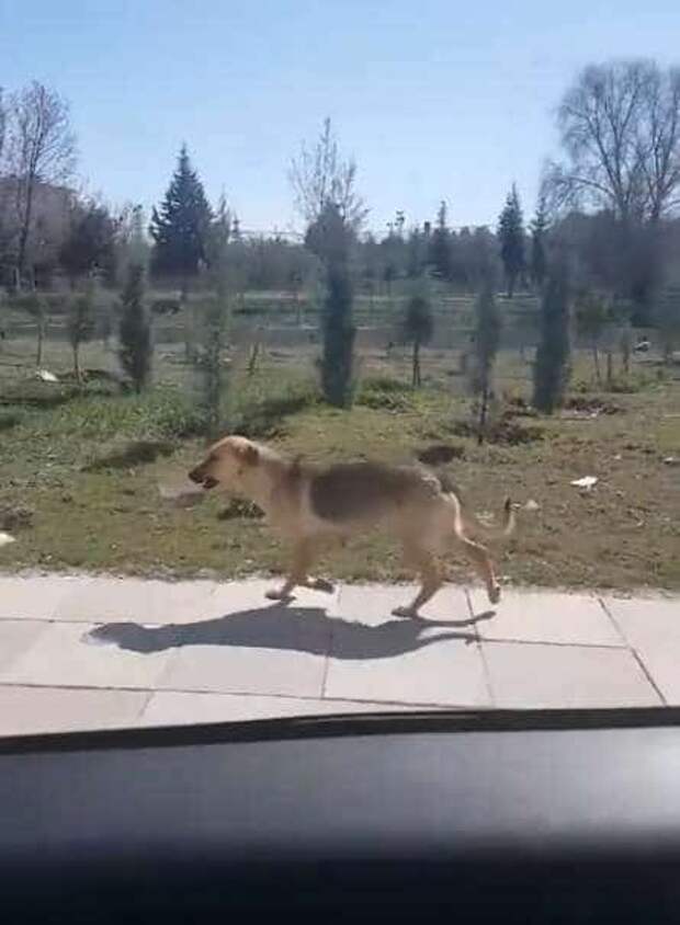 собака помогала другим животным бродячая собака