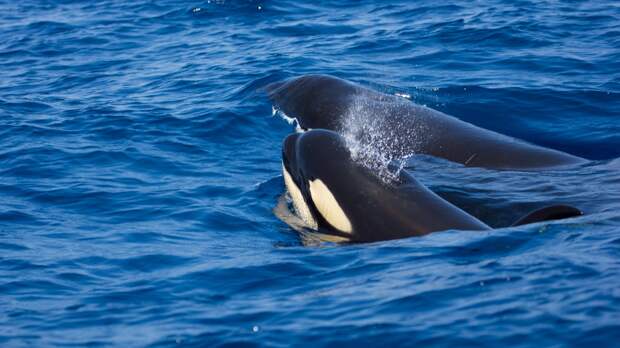 pod of orcas in San Diego