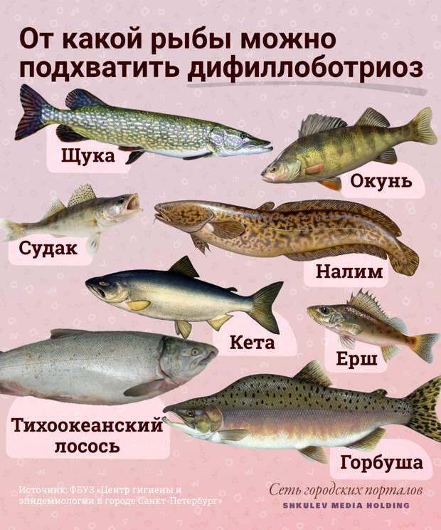 Дифиллоботриоз можно встретить в речной и морской рыбе