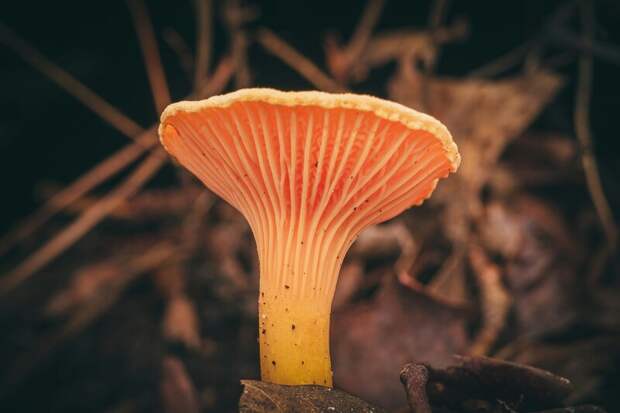 В Приморском крае стартовал сезон грибной охоты