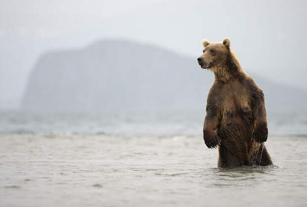 Зачем медведь поднимается на задние лапы?