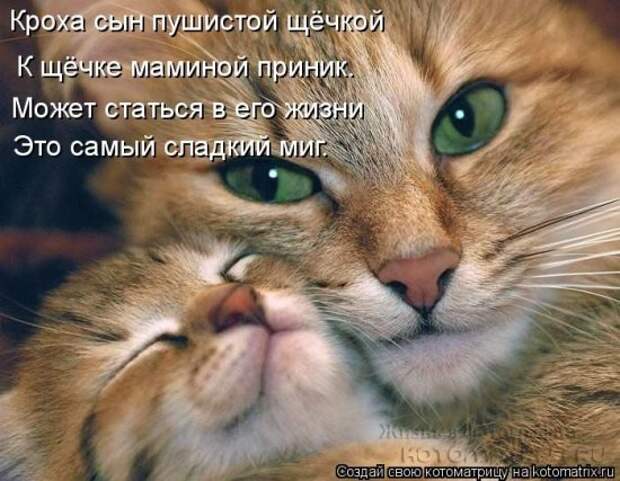 Сборка котоматриц