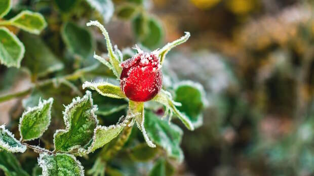 Как реанимировать и чем подкормить розы после заморозков: советы агронома