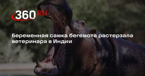 Беременная самка бегемота растерзала ветеринара в Индии