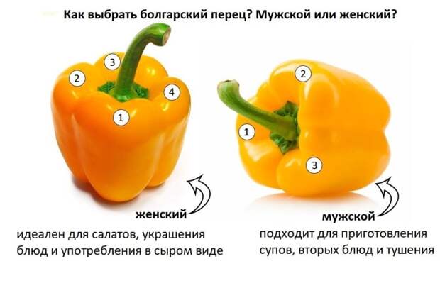 Отличие женского и мужского болгарского перца