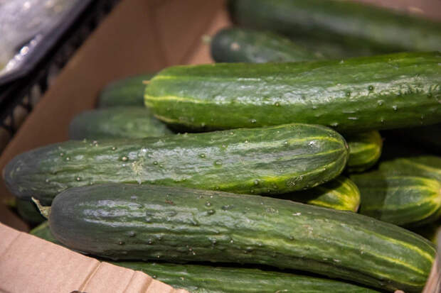 За месяц огурцы в Тульской области подешевели примерно на 50 рублей