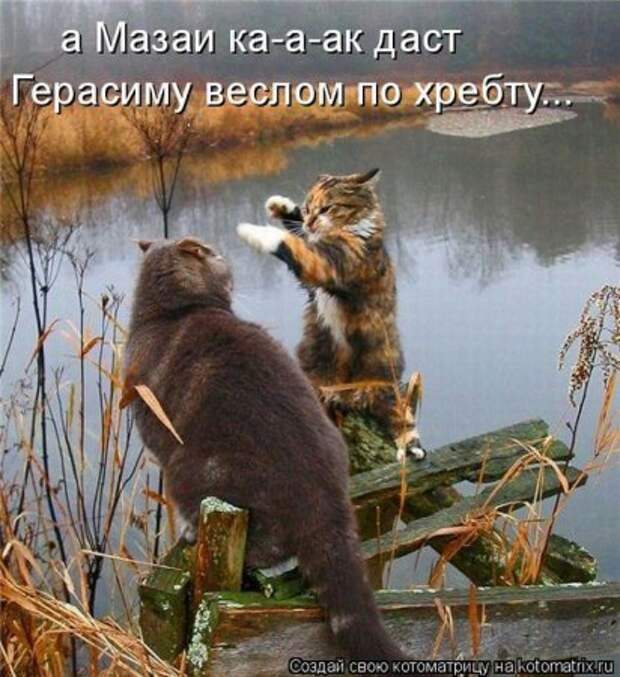 Котоматрица для ночных посетителей Поржать.ру