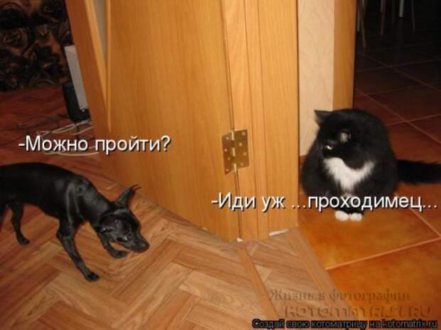 Сборка котоматриц
