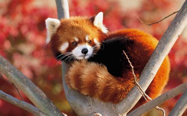 Из-за ярко-рыжего окраса это симпатичное животное называют «огненной лисицей» и именно она изображена на логотипе «Mozilla Firefox». /Фото: pikabu.ru