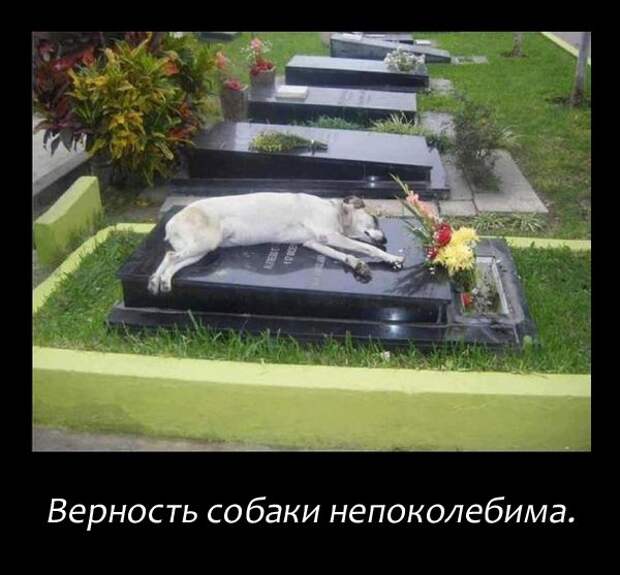 прикол, животные собаки