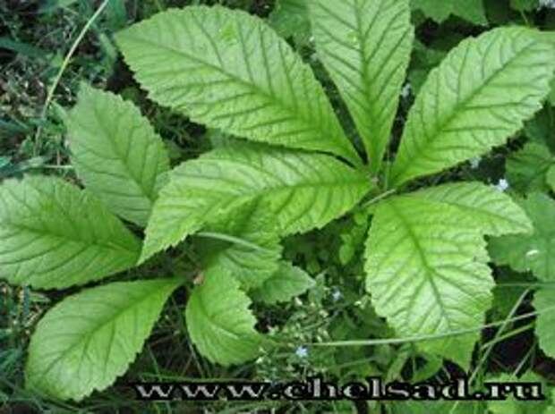 ФОТО Роджерсия перистая